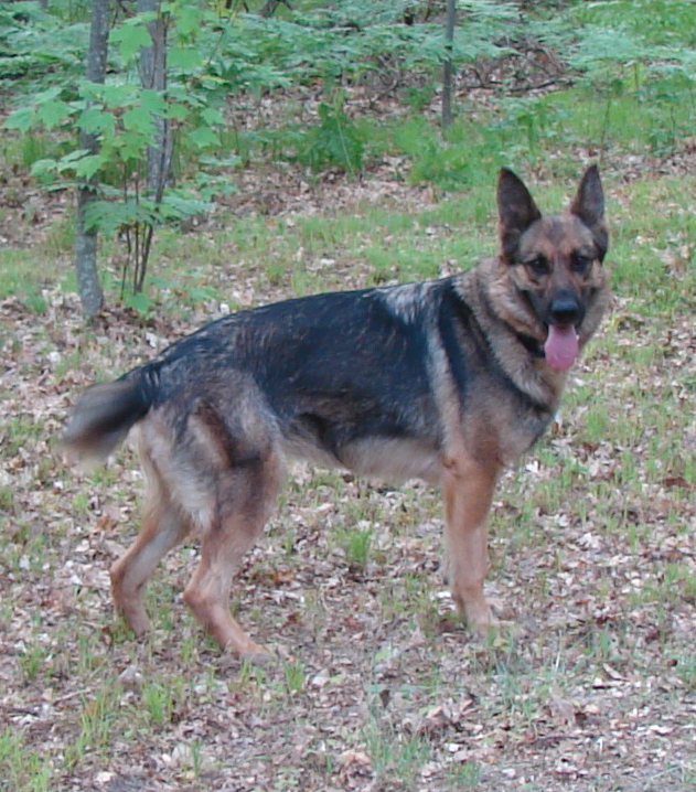 More short haired german shepherd