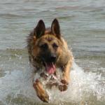 Bhotan Von TTS enjoying the lake with his foster family.