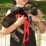 Ranger with his boy Hunter
Natalya and Jerry Lee puppy