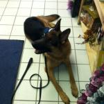 Lion with our Trainer David sitting at a local coffee house.  Lion is doing a great job what a good boy.