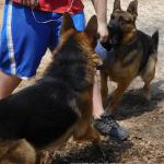 This photo shows you just how we get the head and body shots of the dogs.  We spent  a few hours and took almost 700 shots to get a few that would be ok not great shots but ones that would be just ok.