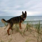 Diane Wilson‎TTS German Shepherds
May 21 · 
​
Daddy and Ruger having fun on the Silver Lake Sand Dunes. Ruger is growing fast. Over 50 lbs now. He now loves to ride in the truck and our Razor. Say hi to our dune dog!