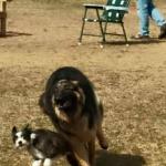 Diesel and his buddy at the dog park.  Here is what Donielle posted on facebook 

Had to share this! Diesel at the dog park. He loves the little dogs! Lol they dont love him as much...